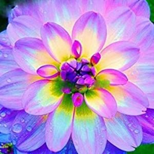 Meet your Posher, Lexy